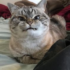 a cat laying on top of a bed next to a pillow and blanket with its mouth open