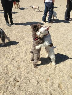 a small white dog holding onto a stuffed animal in the middle of a sandy area