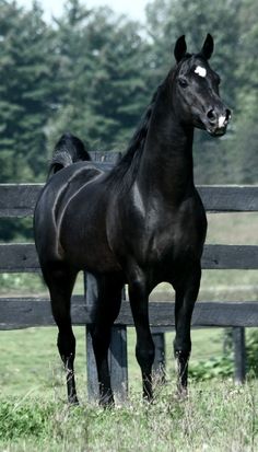 a black horse standing on top of a lush green field next to a wooden fence