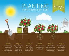 an info poster showing the steps to planting your knock out rose planters and shovels