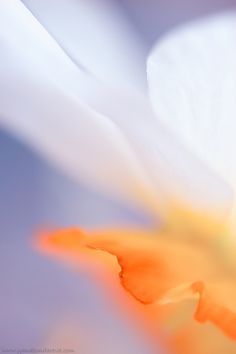 an orange and white flower is shown in close up