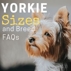 the yorkie sizes and breed faqs