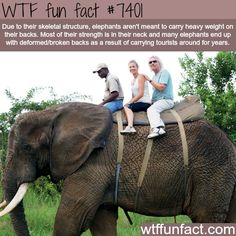 Why you shouldn’t ride on elephants - FACTS Ride On