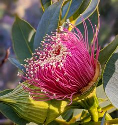 Plant Identification App, Eucalyptus Flowers, Lamp Diy, Beautiful Leaves