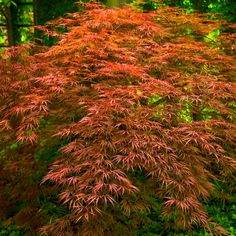 a red plant in the middle of some green grass and trees with leaves on it