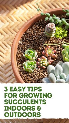 a potted plant with succulents in it and the title 3 easy tips for growing succulents indoors & outdoors