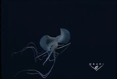 a jellyfish in the dark with its head turned to look like it is floating