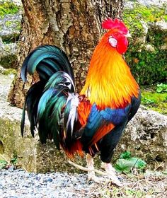 a colorful rooster standing next to a tree