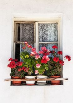 three potted geranias and other flowers on a window sill