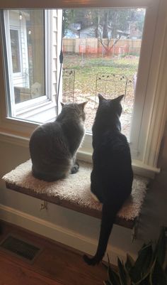 two cats sitting on a window sill looking out