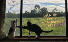 two cats standing on their hind legs in front of a window with the words, with no idea or what happens next