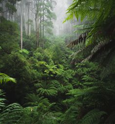 a dense forest filled with lots of green plants