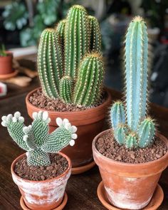 three potted cactus plants sitting on top of a wooden table next to each other