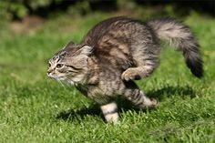 a small kitten running across a lush green field