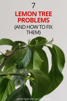 a lemon tree with the words 7 lemon tree problems and how to fix them on it