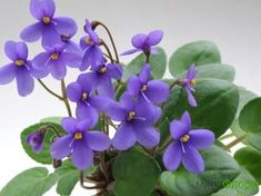 purple flowers with green leaves in a vase