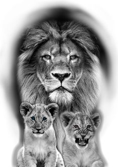 a lion and two cubs are shown in this black and white photo with an oval background