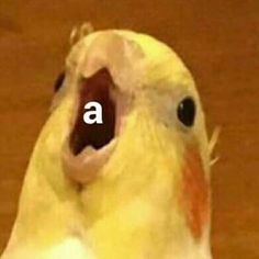 a yellow bird with its mouth open and the letter a on it's face