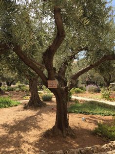 an olive tree with a sign on it in the middle of a garden area,