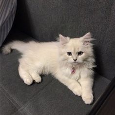 a white cat sitting on top of a gray couch