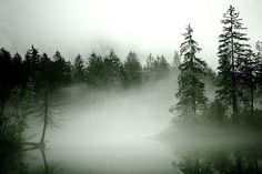 a foggy forest filled with lots of trees next to a lake in the woods