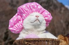 a white cat wearing a pink polka dot hat and sitting in a wicker basket