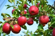 an apple tree filled with lots of red apples