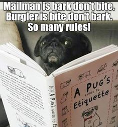 a pug dog is reading a book with caption that reads,'mamma is bark don't bite burgerer is bite don't bark so many rules so many rules