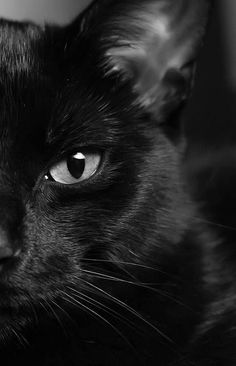 a black cat looking at the camera with an intense look on it's face