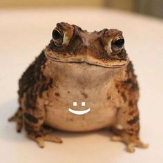 wholesome frogs toads meme cute cutefrog amphibian nature froggy toad petsofinstagram toadmemes toadmeme toad frog froggychair cuteanimals babeytime cutetoad froglovers froglove froggy goblincore frogmeme frogmeme cursed cursedimages wholesomememe wholesomefrogmeme
cutefrogs cutebutcursed cottagecore Art Chinois, Art Japonais, Cute Frogs