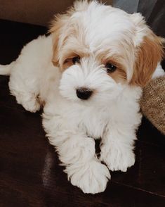 a small white and brown dog laying on top of a wooden floor