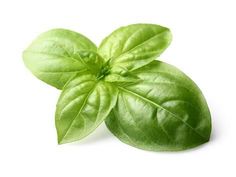 fresh basil leaves on white background