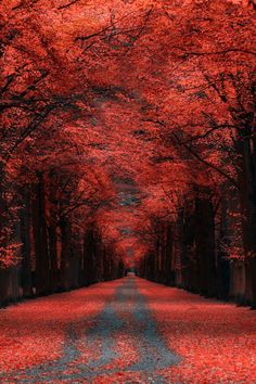 an empty road surrounded by trees with red leaves