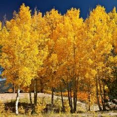 trees with yellow leaves stand in the grass