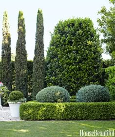 an image of a garden with hedges and trees