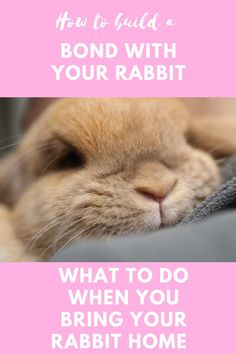 a cat sleeping on top of a bed with the caption, how to build a bond with your rabbit what to do when you bring your rabbit home