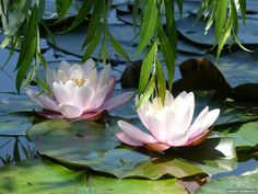 two pink water lilies floating on top of lily pads