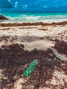 an empty green bottle sitting on top of a sandy beach next to the ocean with seaweed all over it