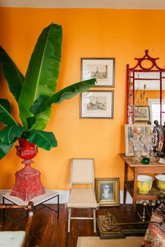 a living room filled with furniture and a large green plant in the middle of it