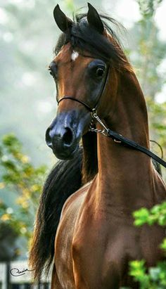 two brown horses standing next to each other