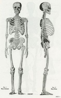 two skeletons standing next to each other