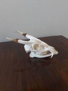 a white animal skull sitting on top of a wooden table