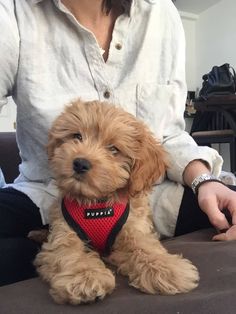 a woman sitting on a couch holding a small brown dog wearing a red bandana