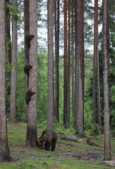 two bears climbing up the side of a tree in a forest with caption that reads funny wildlife pictures