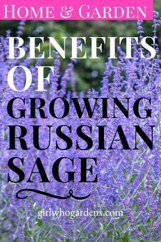 purple flowers with the words benefits of growing russian sage on it in front of them