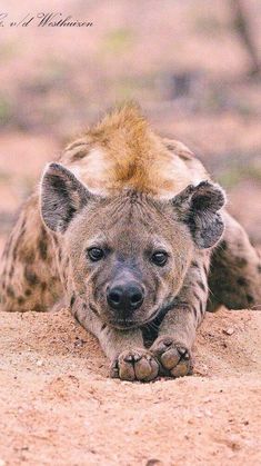 a hyena laying down in the dirt