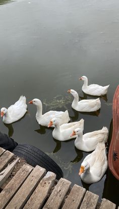 several white ducks are swimming in the water