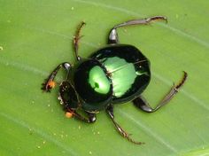 a green and black bug sitting on top of a leaf