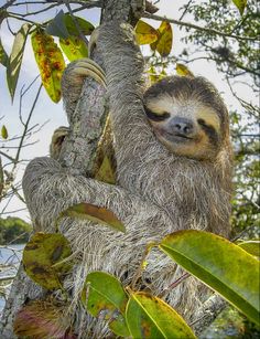 a sloth is hanging from a tree branch