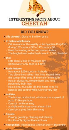 an orange poster with the words interesting fact about cheetah and other things in it